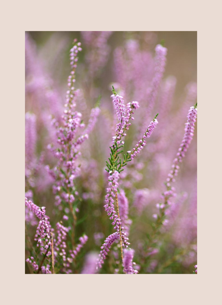 Heather Ale The original fairy drink? • Damascena